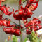 Lilium martagon zwiebeln,winterharte,lilien deko,lilien im topf,lilie riesen,lilien zwiebeln forever susan,lilie,duft lilien,lilien knollen,lilien zwiebeln winterhart mehrjährig.-4 zwiebeln-D