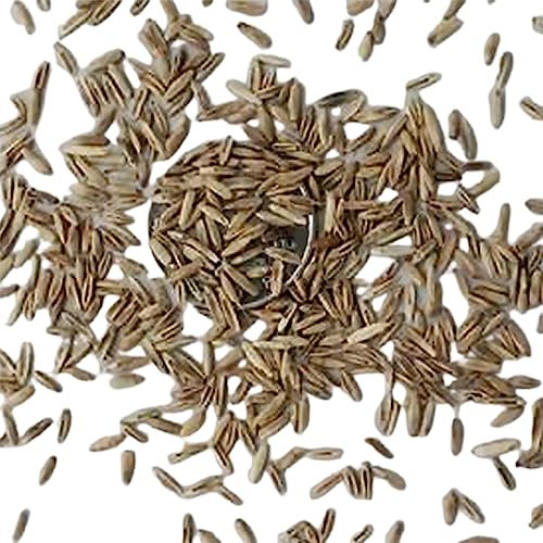 Generic Semillas de algodoncillo de mariposa, 100 unids/bolsa semillas de algodoncillo de mariposa pequeñas fáciles de plantar semillas de flores de Asclepias de algodoncillo naranja para jardín S