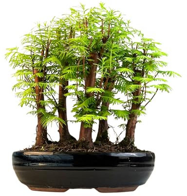 Metasequoia Arbre de bonsaï avec pot de fleurs en céramique - Bonsaï - Forêt - Arbre extérieur (P26)