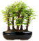 Metasequoia Arbre de bonsaï avec pot de fleurs en céramique - Bonsaï - Forêt - Arbre extérieur (P26)