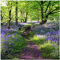 Wallario Glasbild Blaues Hasenglöckchen im Wald - 55 x 55 cm Wandbilder Glas in Premium-Qualität: Brillante Farben, freischwebende Optik