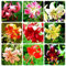 Lilium, Lilien Zwiebeln Winterhart MehrjäHrig Mix, Lilium Martagon Zwiebeln, Lilium Asiaticum, Winterhart Lilium Zwiebeln,Lilien Pflanzen Winterhart, Lilien Knollen-2zwiebeln-A