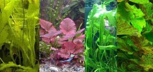 Mühlan Wasserpflanzen Knollen Set, 2 Aponogeton und 2 Tigerlotus, Lotus