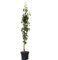 Birnenbaum Decora Säulenbirne Herbstbirne aromatisch 150-170 cm mit 10 Liter Topfballen, Unterlage Quitte A