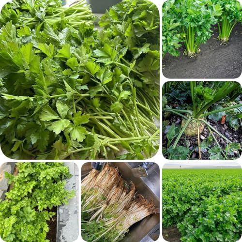 300 pcs Sellerie Samen, Selleriesamen, stauden winterhart mehrjährig Apium graveolens gemüsepflanzen jungpflanzen winterharte kübelpflanzen wintergemüse saatgut dekopflanzen saatgut