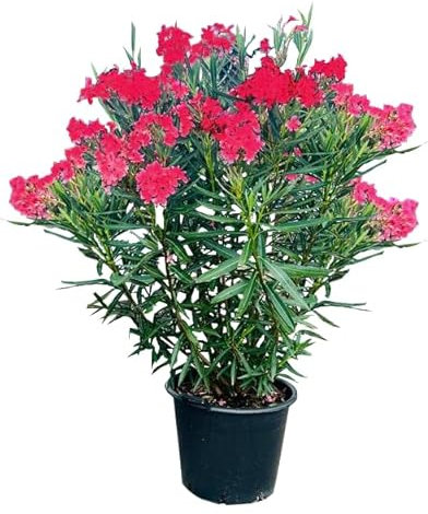 Tropictrees Nerium Oleander Pflanzen Winterhart mit Roten Blüten, 160–180 cm Höhe, Winterharte Pflanzen für Garten, hitze- und trockenheitsresistenter Strauch