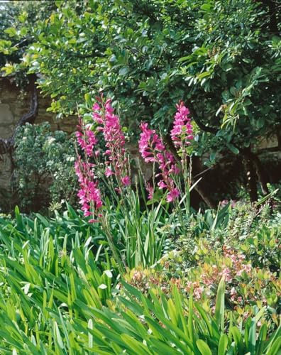 Gladiolus palustris ca. 9x9 cm Topf - Sumpf-Gladiole, rosa Blüten, Blütezeit Juni-August, ideal für feuchte Standorte, bienenfreundlich