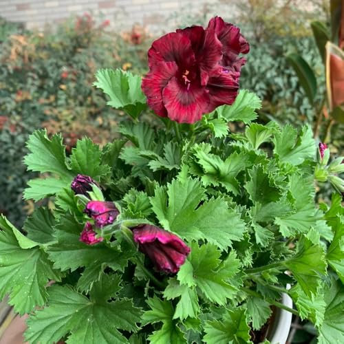 300 piezas Semillas de geranio colgantes - Pelargonium hortorum, geranios