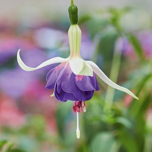 Fuchsia 'Delta's Sarah' Plug Plant x 4. Hardy Shrub, White, Violet-Blue, and Pink Flowers. Available from Bedwen Plants
