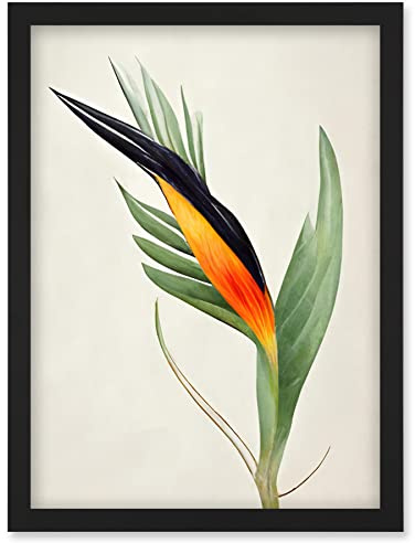 Wee Blue Coo Tropical Bird of Paradise Flower Gold Black Illustration Artwork Framed Wall Art Print A4