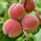 Peach Persica Tree - Fruit Trees for Garden Ready to Plant - Grow Your Own Garden Peach Tree - Patio Fruit Trees in Pots UK 7.5L Pot 4-5ft