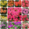 azalee winterhart samen - gartendeko für draußen rhododendron pflanze blumensamen mehrjährig winterhart gartendeko für draußen blumendeko plant bodendecker winterhart 150pcs