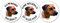 AdriLeo - Runde Aufkleber 3er-Set - Rhodesian Ridgeback - Deko Autoaufkleber Sticker Hund