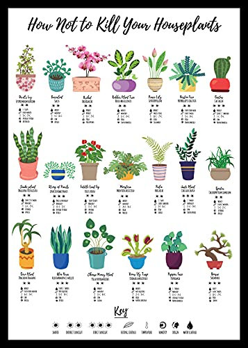 How Not To Kill Your Houseplants Poster - Print for Home, Houseplant Care, Gift For Nature Plant Lover Wildlife Poster, Cacti (A4 Unframed)