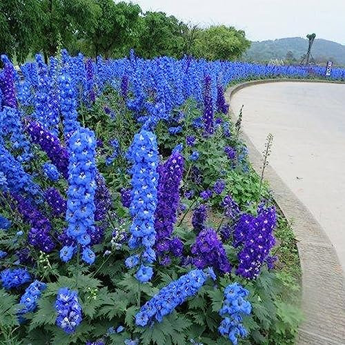 50 Unids/bolsa Delphinium Semillas Ecológico Prolífico Florido Buena Cosecha Delphinium Ajacis Semillas Flores Semillas Flor Árbol Frutal Semillas Vegetales semillas de espuela de caballero