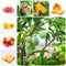 15 pcs pfirsichbaum winterhart balkon samen - bonsai baum dankeschön geschenke klein dachbegrünung,Prunus persica,pfirsich obstbaum ausgefallene geschenke seltene pflanzen frisches