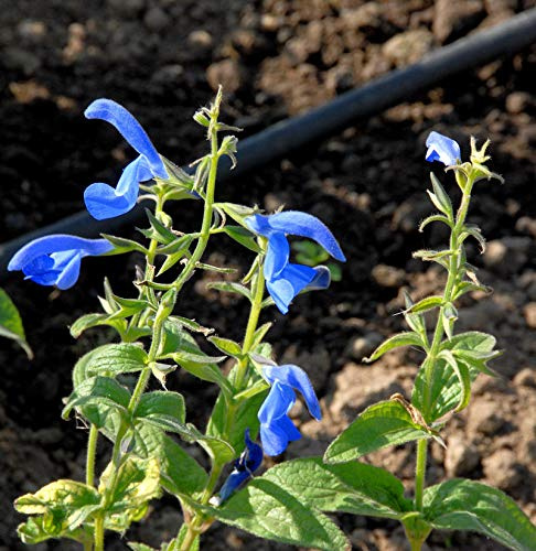 Ziersalbei Sensation Sky Blue - Salvia nemorosa - lebende Gartenpflanze aus den Baumschulen