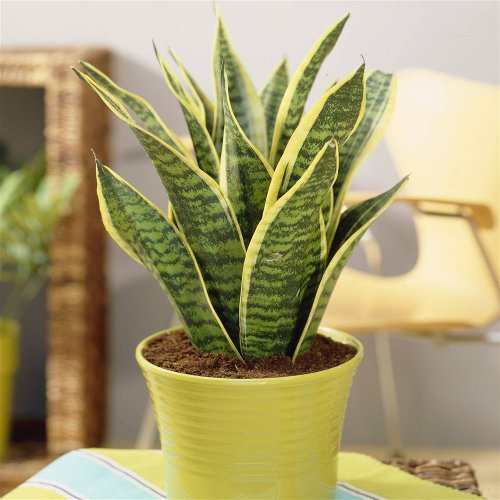 Bogenhanf Futura Superba - 2 pflanzen