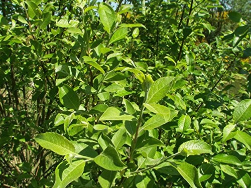 Salweide (Salix caprea), 60-80 cm, Topf/Container, 1 Stück | Palmkätzchen, früh blühend, Kätzchen vor dem Laubaustrieb, Nektar März bis April, anspruchslos