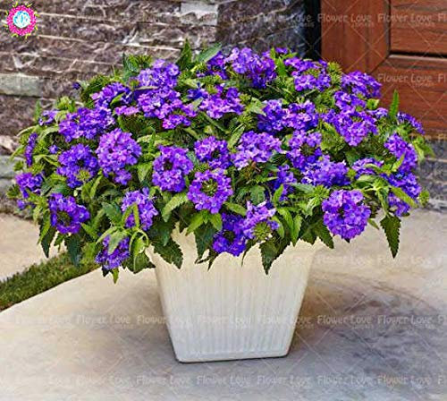 Shopmeeko 100 STÜCKE seltene blaue Verbene Pflanze, Verbena Hortensis, Verbena Hybrida Bonsai Blume Pflanze Indoor Blume Pflanzen hat medizinischen Wert: 14