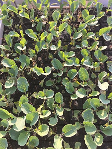 Blumenkohl Pflanzen, Jungpflanzen, Blumenkohl im 10er Set