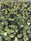 Blumenkohl Pflanzen, Jungpflanzen, Blumenkohl im 10er Set