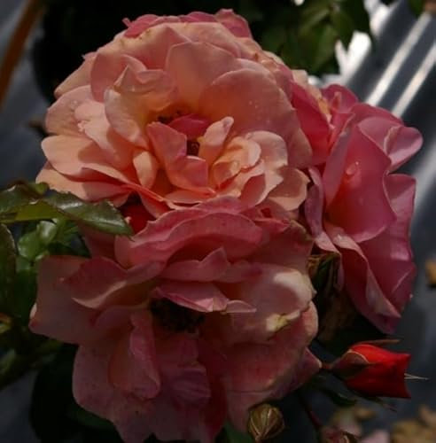 Beetrose Aprikola® - Rosa Aprikola® - aprikosengelb-rosa - Kordes-Rose - ADR-Rose