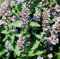 Echte Katzenminze - Nepeta cataria - Minze - Katzen - 3000 Samen