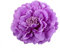 ZUMUii Butterme Mehrfarbiges Tuch Blumen Blütenblatt Clip Schleife Haarspangen Zubehör Alligator Clip Girls Headwear Kopfbedeckung Blume Schleife Haarclip (Hellviolett)