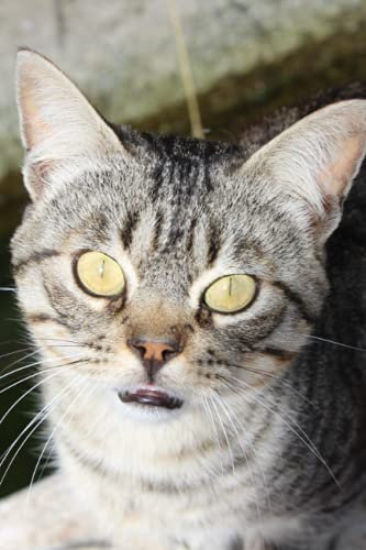 Vokabelheft: Katze Kätzchen Katzenmotiv Tiermotiv Tiere Vokabelheft 2 Spalten 6x9Zoll (ca A5) für Vokabeln zum Sprachen lernen (z.B.Englisch,Deutsch, ... ) liniertes Buch,120 Seiten, Softcover