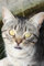 Vokabelheft: Katze Kätzchen Katzenmotiv Tiermotiv Tiere Vokabelheft 2 Spalten 6x9Zoll (ca A5) für Vokabeln zum Sprachen lernen (z.B.Englisch,Deutsch, ... ) liniertes Buch,120 Seiten, Softcover