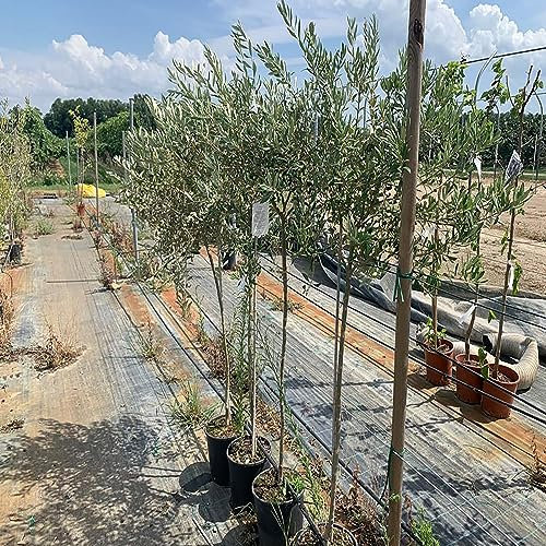 SAVINI VIVAI Plantas frutales Olivo arbequina en maceta 22-24 cm 2-3 años Altura 150-170 cm