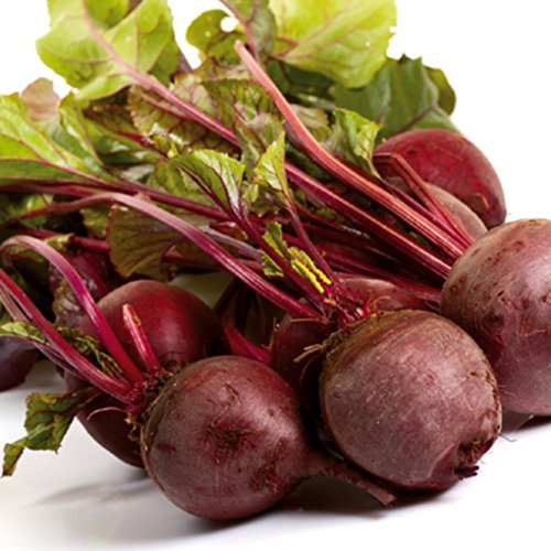 Rote Rüben Rote Beete BIO Bolivar Samen