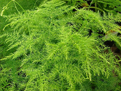 Asparagus setaceus/plumosus Asparagus Fern 9cm Pot la Descrizione Che