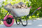 TIREX by xonic® Schubkarre mit Stahlfelge – Verzinkte Wanne bis 250kg/ 100l - Robuste Ausführung für Garten und BAU – Schieb-Karre mit PU Vollgummi-Rad (PInk- Silber)
