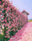 Kletterrose Pink - Winterharte Kletterrose mit starkem Duft - Spaliergeeignet, 200 Samen, von Mafuse - Hochwertige Pflanzen
