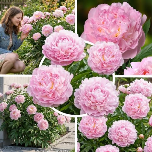 Pfingstrosen pflanzen Pink 1 Wurzel Winterhart Mehrjährig | Rosafarbene Päonie großblütig aus Holland, Sorte Pink Passion, stauden für Garten und Topf