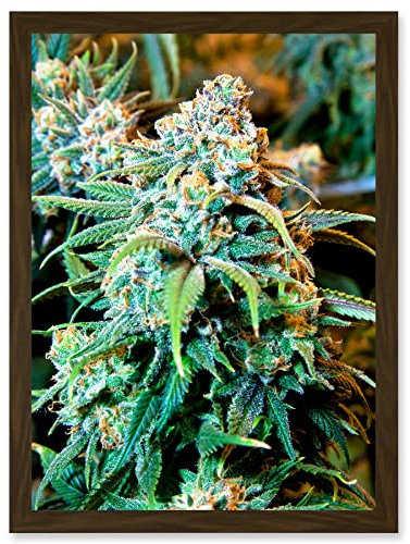 Artery8 Photography Nature Cannabis Marijuana Bud Weed Plant Artwork Framed A3 Wall Art Print