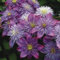 Natürlich,Lebende Pflanzen,können für Gartenarbeit,Clematis zwiebeln,Clematis, Gartenzierblumen kultiviert werden,Winterhartes,Blumen,Pflanzenzwiebeln-8 Zwiebeln-C