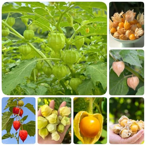 80 pcs Physalis Pflanze Samen obstbäume hochbeete für garten bio geschenke Physalis Samen, Physalis Peruviana, frisches obst balkonpflanzen winterhart säulenobstbäume zimmerpflanze