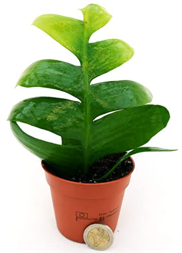 POWERS TO FLOWERS - EPIPHYLLUM LINGUA DI SUOCERA ZIG ZAG, RHIPSALIS, vaso 10cm, pianta vera