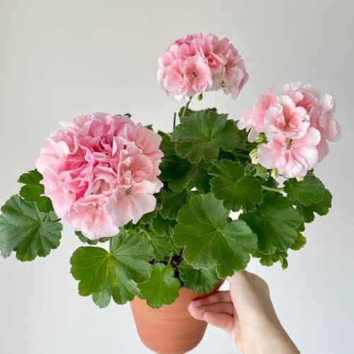 pelargonium geranien samen hängend, kletterpflanzen winterhart, bio saatgut blumensamen mehrjährig winterhart blumenwiese samen, schattenpflanzen wiesensaatgut, steingartenpflanzen 20pcs