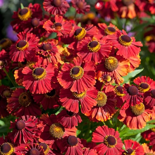 Helenium Red Shades - Hardy Perennial Garden Plant - Vibrant Red Summer Flowers - Ideal for Borders Pots and Wildlife Gardens - Bee and Butterfly Friendly - Late Season Colour (9 cm Pot, 10-20 cm)