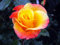 Kletterrose Moonlight ® Containerrosen im großen 7,5 Liter Topf