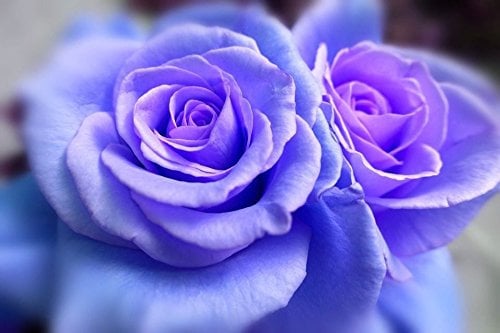 5 BLUE Kletterrose Rosa Bush Vine Climber Fragrant Schmetterling Blumensamen