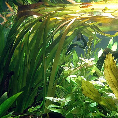 PondPlantsUK Vallisneria Americana VAR Rubra - submerged - Aquarium 20 Strands