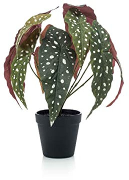 artplants.de Konstgjord forellbegonia ELISEIA, grön-vit, 30 cm