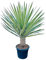 Tropictrees - Palme - Yucca Filifera Australis - Palmlilie - Winterhart - A+ - 200cm