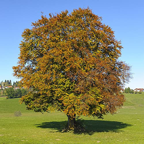 Rotbuche Heckenpflanzen Samen, Fagus Sylvatica, Balkon Pflanze Geschenke Für Den Garten Pflanzen Für Balkonkästen Winterhart Bonsai Bäumchen Kaufen Baumsamen Pflanzensamen Zimmerpflanzen 30 Stück