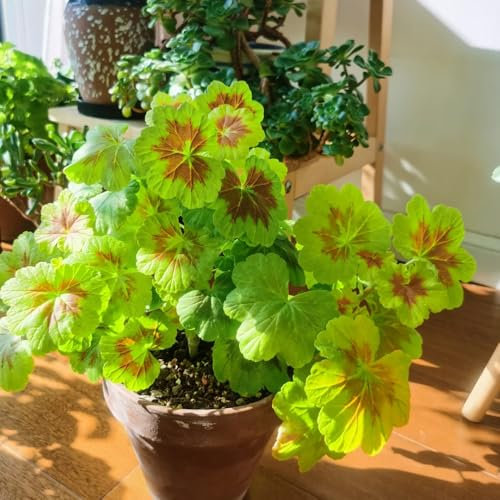 220 Pz Semi Di Geranio Pendenti - Pelargonium Hortorum, Semi Di Prato Fiorito Piante Perenni Tappezzanti Resistenti Semi Di Piante Di Geranio, Semi Di Fiori Regalo Per Piante Da Balcone